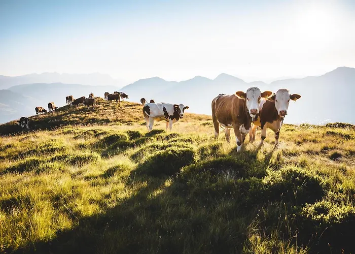 Farm stay Fruhstuckspension Samerhof Westendorf
