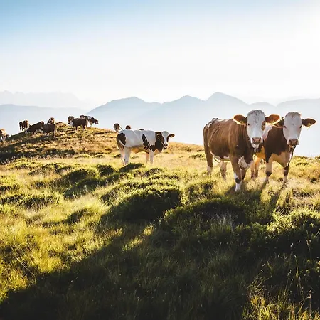 Séjour à la ferme Samerhof Westendorf